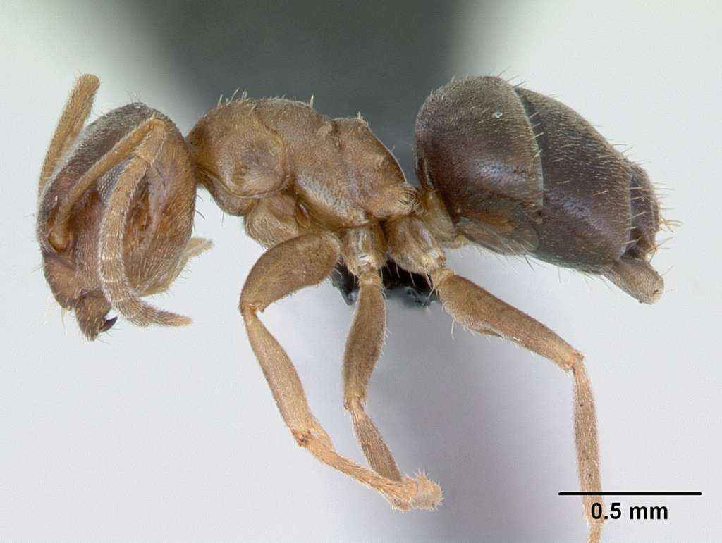 Lasius brunneus Arbeiterin (Präparat)