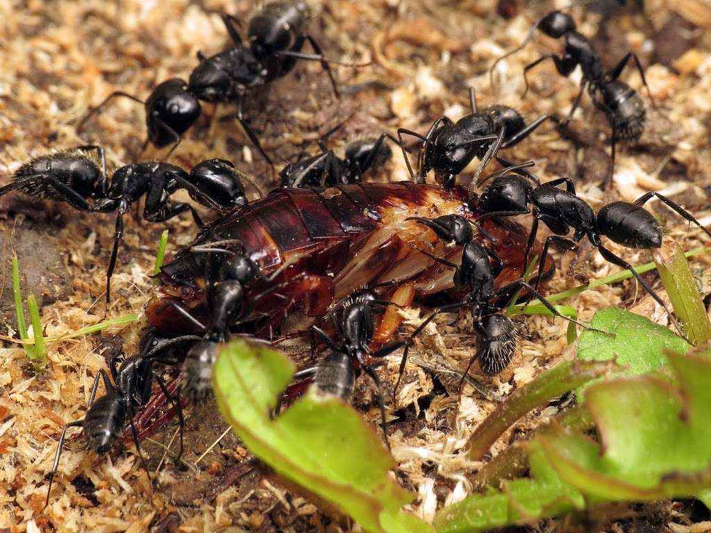 Ein paar Gedanken und Camponotus vagus Fütterung vom 08.05.2014