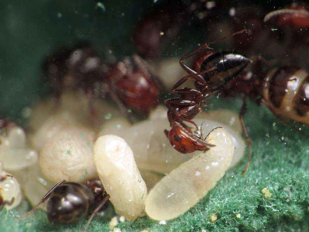 Eine Camponotus lateralis Arbeiterin füttert eine Larve (Trophallaxis)