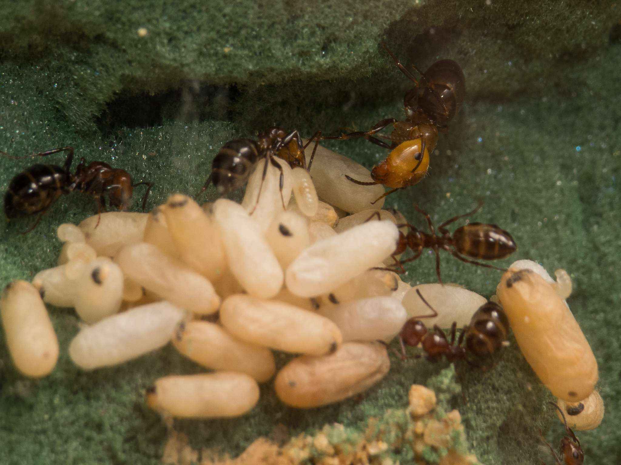 Camponotus lateralis: Einige neue Arbeiterinnen