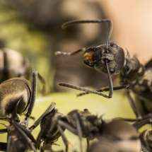 Nahansicht einer Polyrhachis dives Arbeiterin