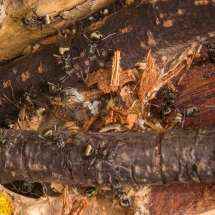 Polyrhachis dives Arbeiterinnen beim Nestbau auf der linken Seite.