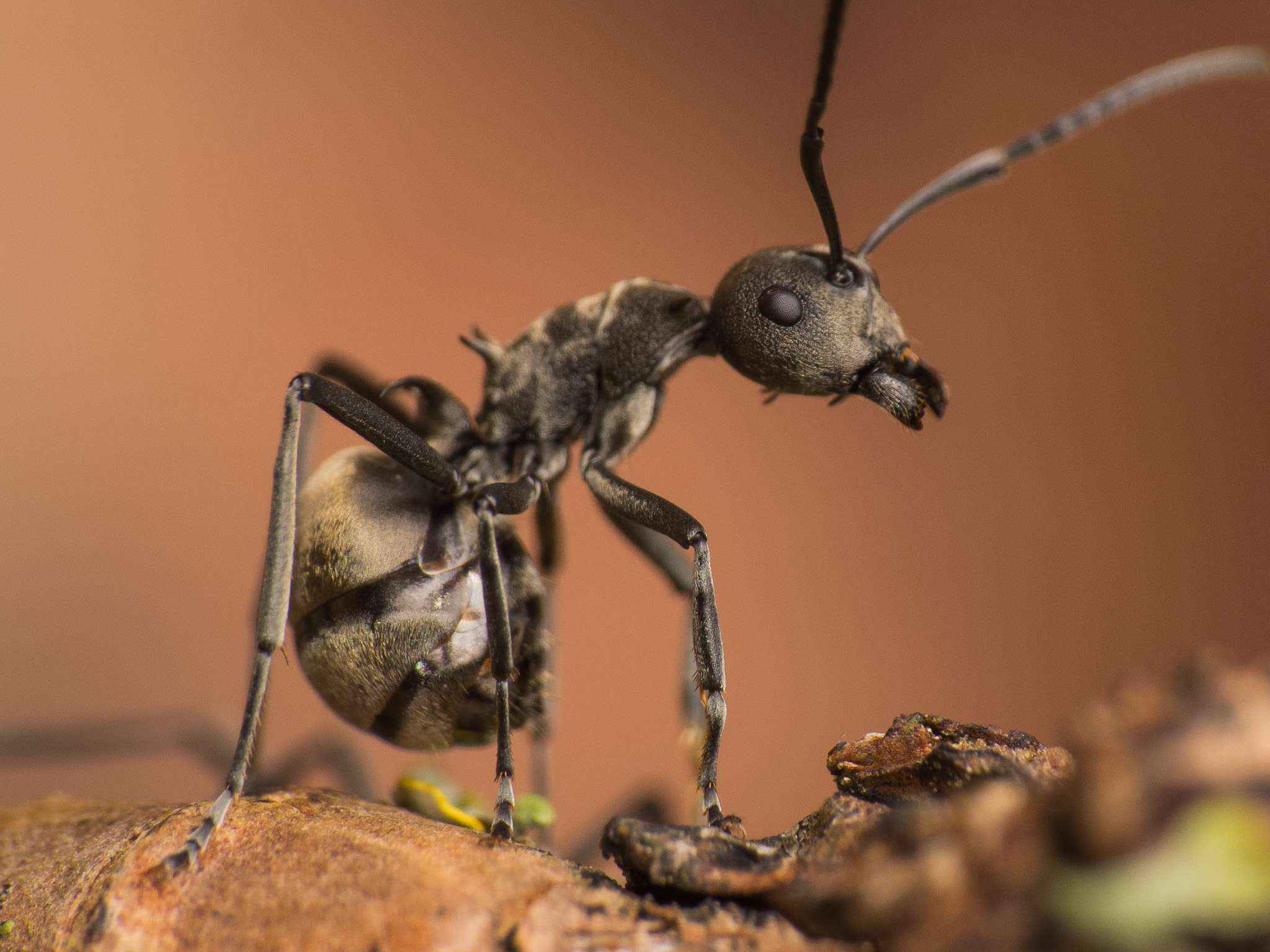 Exotische Ameisenarten, eine Gefahr für unsere Umwelt?