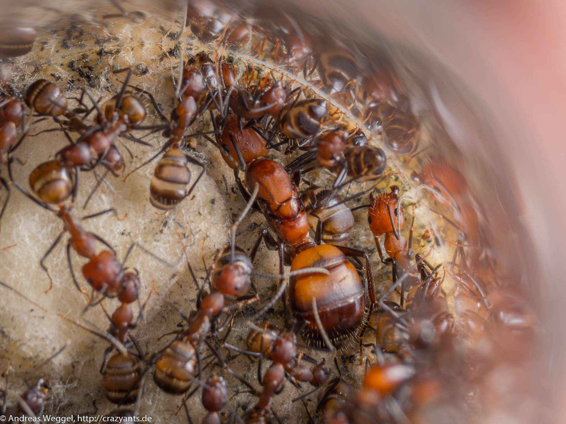 Camponotus nicobarensis: Unverhofft erhalten