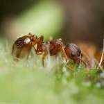 Myrmica sp.