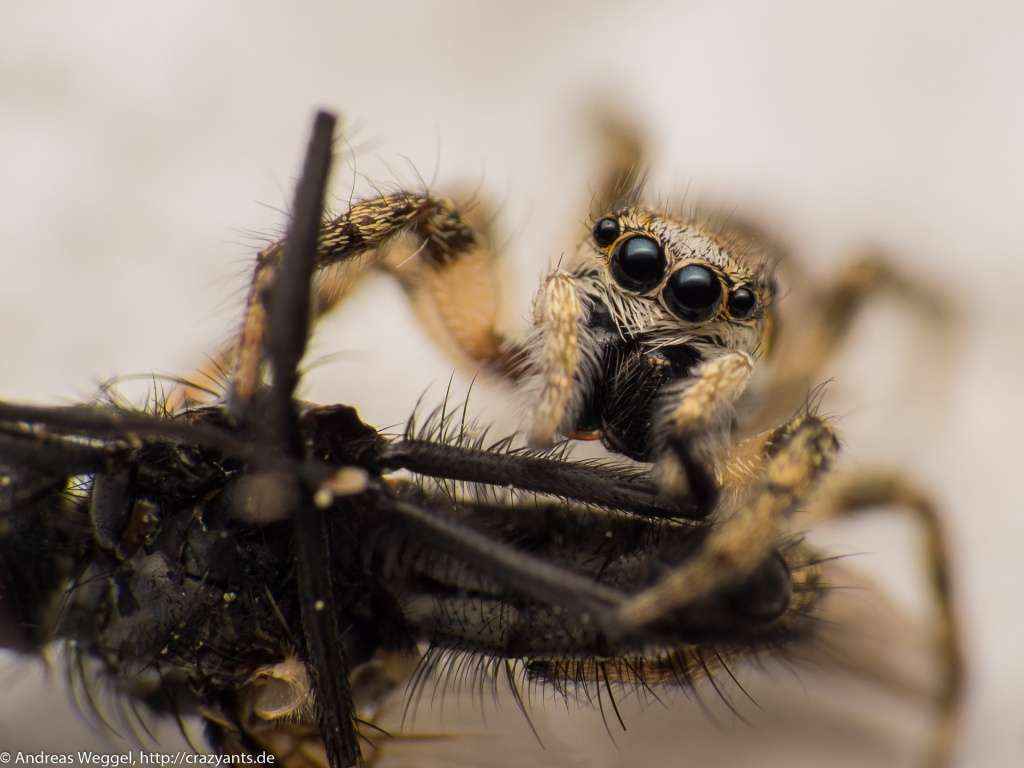 Springspinne mit erbeuteter Fliege