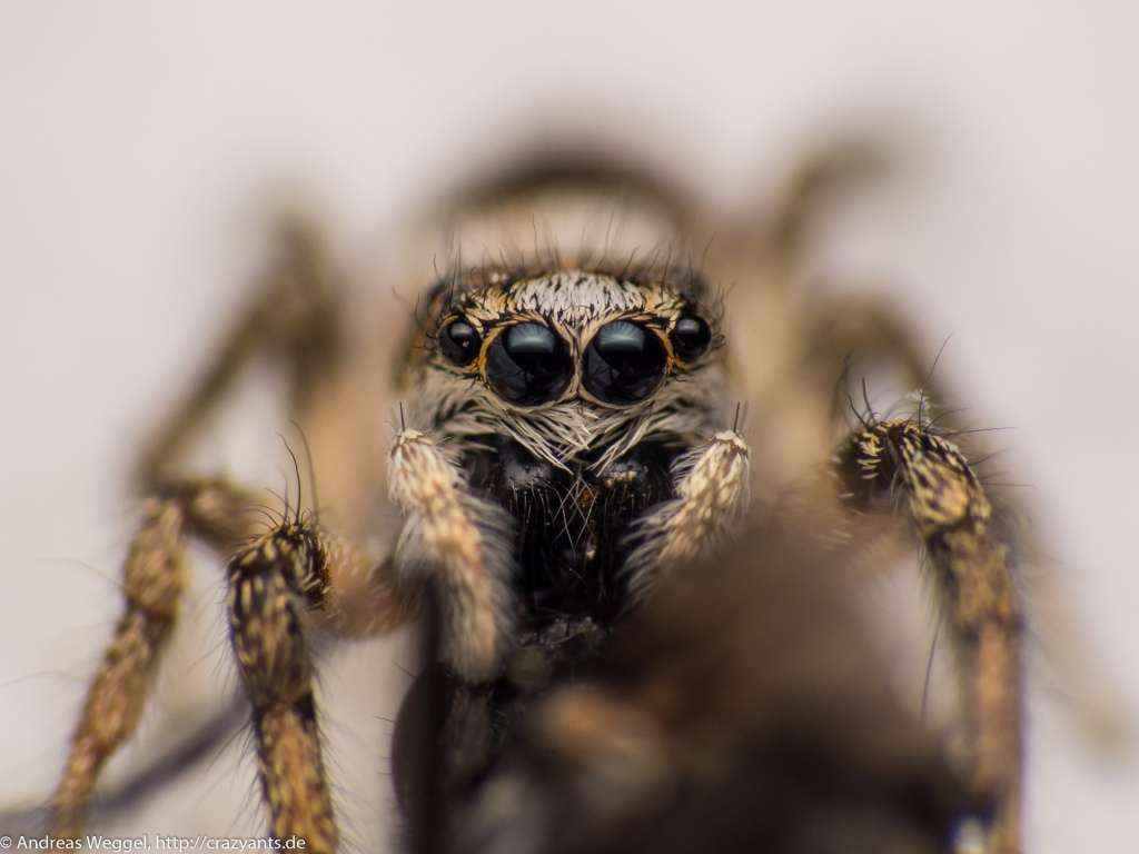 Augen einer Springspinne