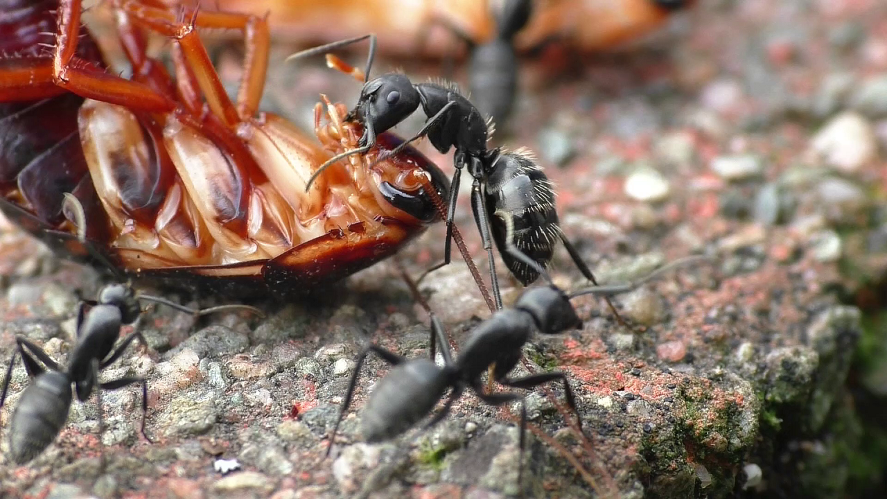 Camponotus vagus: Schabenschmaus