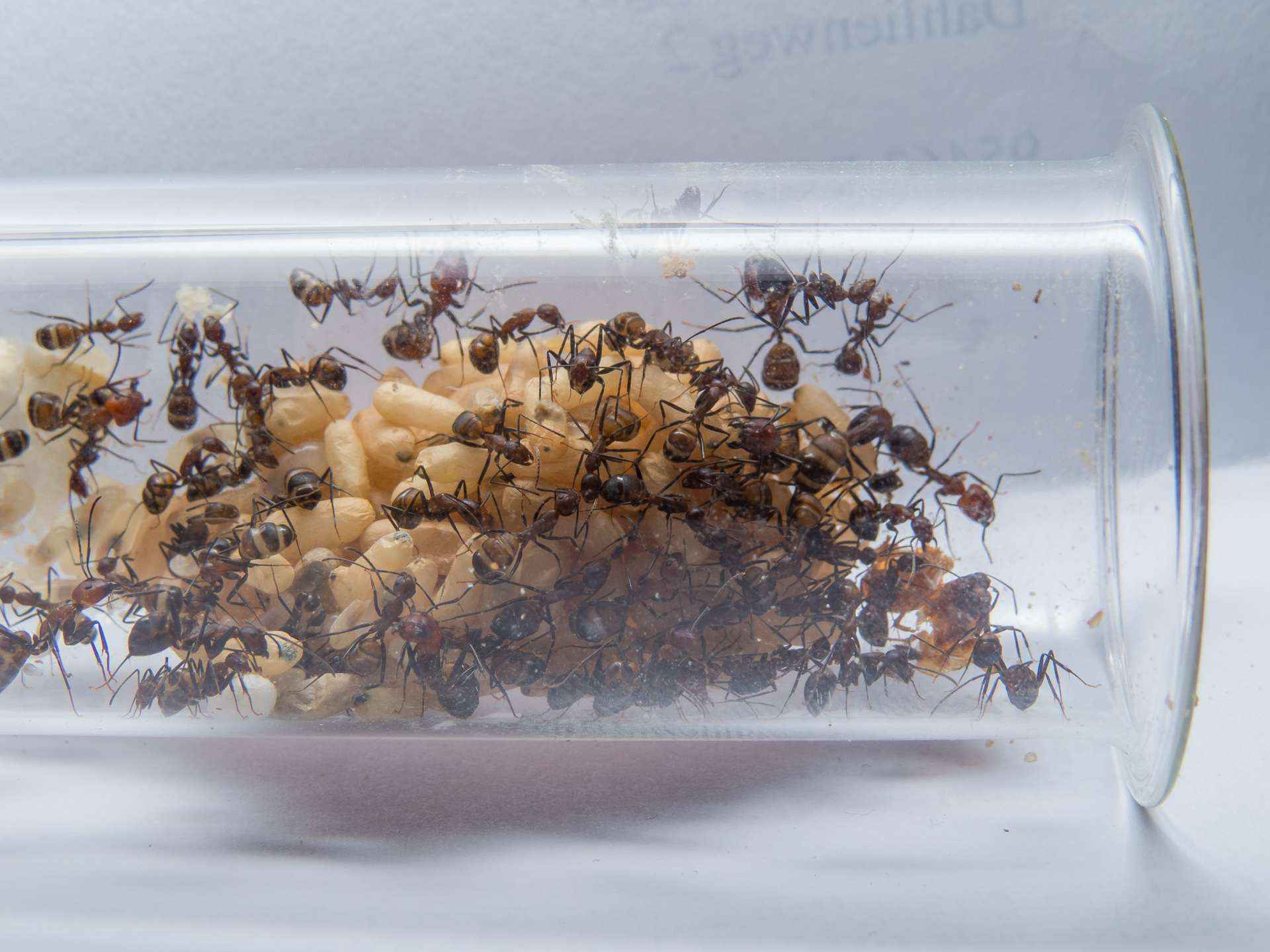 Camponotus nicobarensis: Sie starten durch