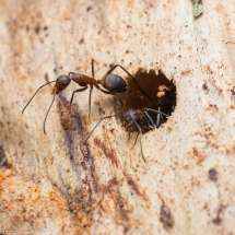Eine Camponotus nicobarensis Arbeiterin trägt ein Stück Holz hinaus (Nahansicht)
