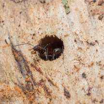 Eine Camponotus nicobarensis Arbeiterin lässt ein Stückchen Holz los.