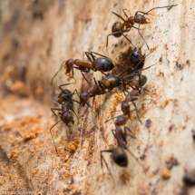 Mehrere Camponotus nicobarensis Arbeiterinnen transportieren Holzstückchen aus dem Nest.