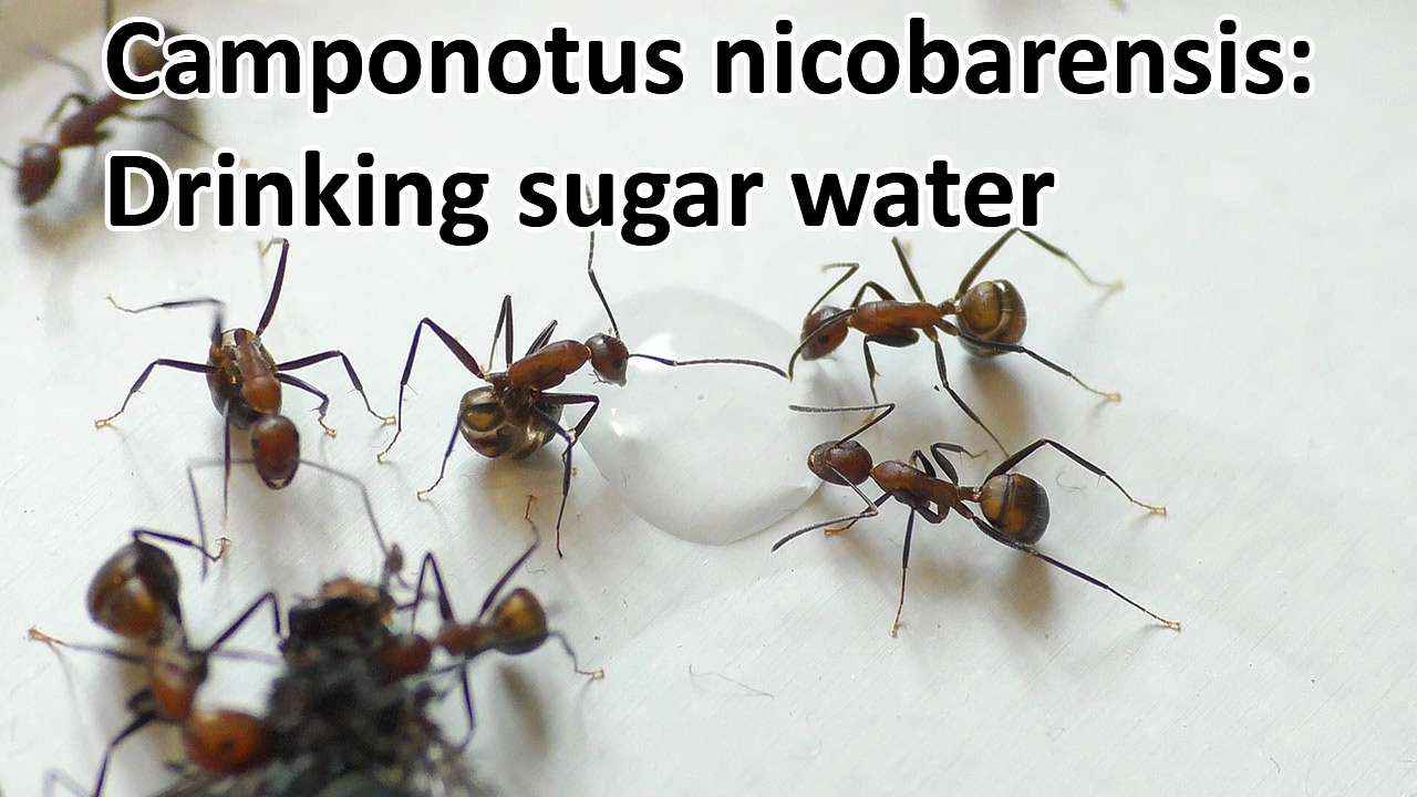 Camponotus nicobarensis: Trinken Zuckerwasser