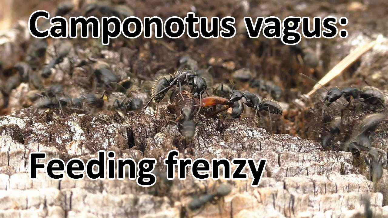 Camponotus vagus: Fressrausch (Video)