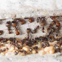 Blick in eine Kammer des Betonnests der Camponotus nicobarensis Kolonie