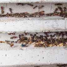 Das Bild zeigt zwei Kammern des Betonnests in dem die Camponotus nicobarensis Kolonie lebt.