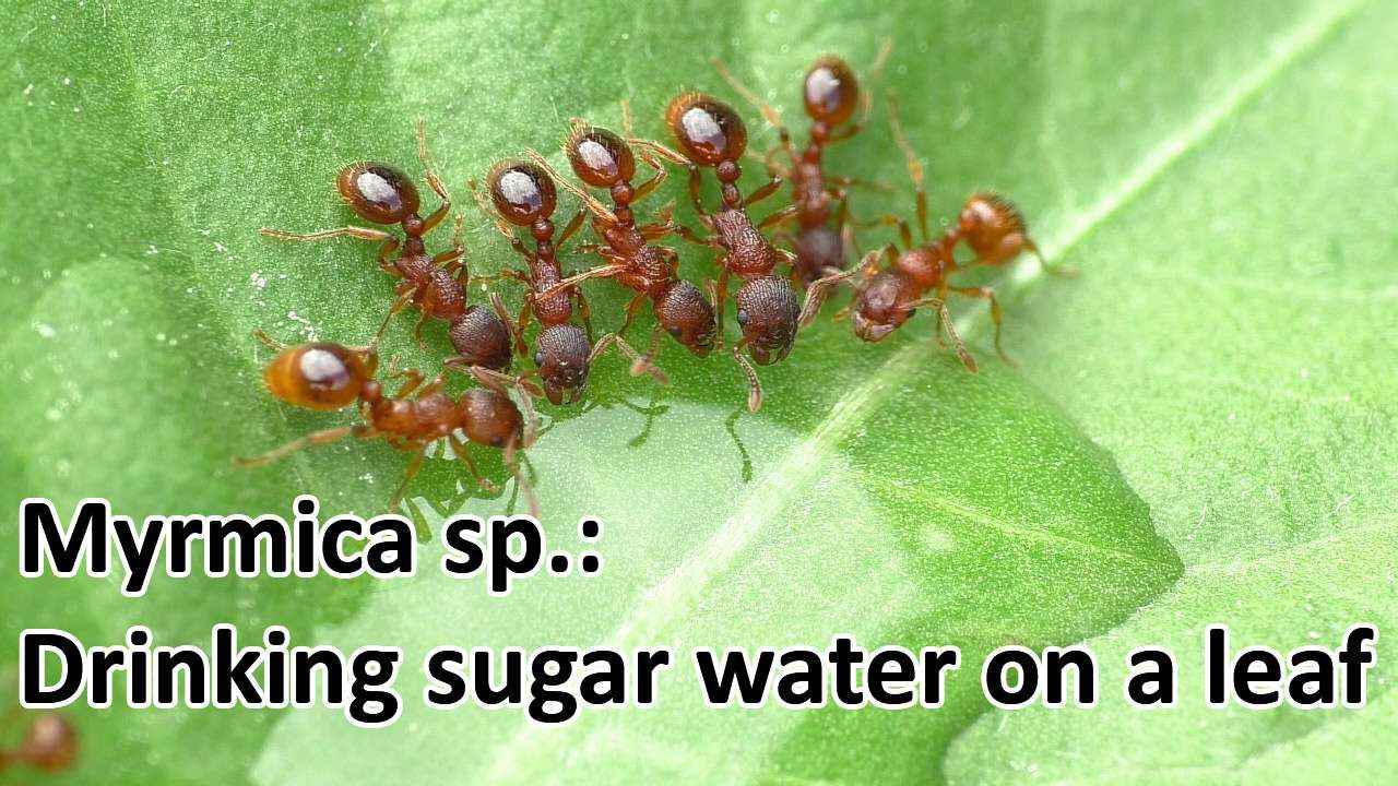 Myrmica sp.: Trinken Zuckerwasser vom Löwenzahnblatt