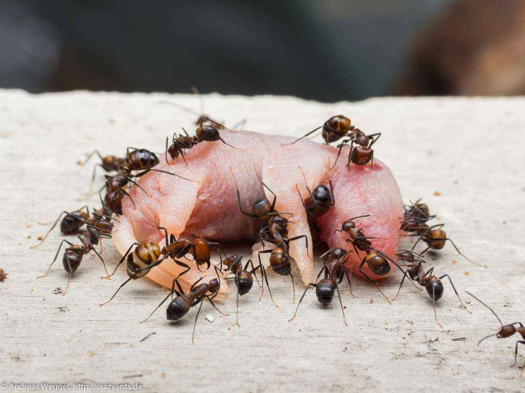 Camponotus nicobarensis Arbeiterinnen zerlegen eine Babymaus.
