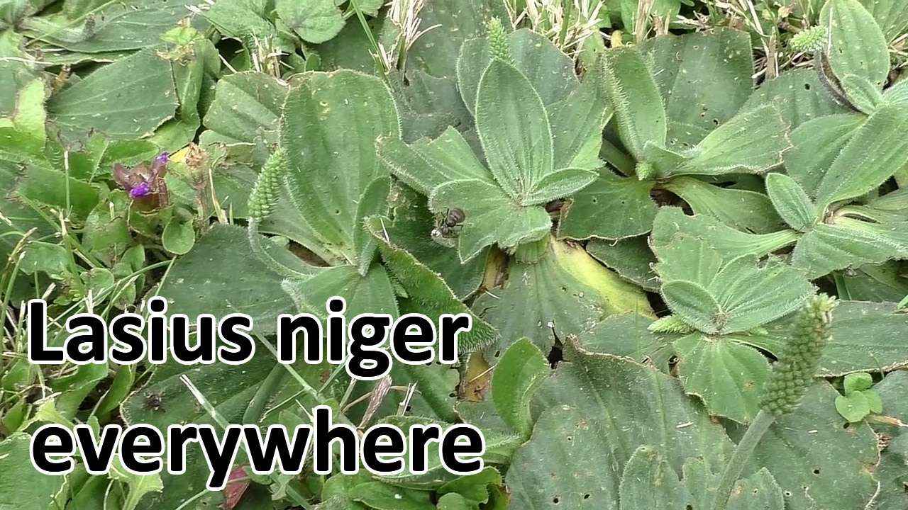 Lasius niger everywhere