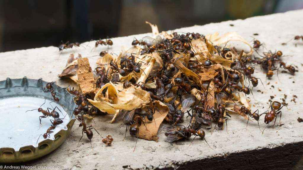 Camponotus nicobarensis Arbeiterinnen beim Abtransport eines Haufen toter Stubenfliegen