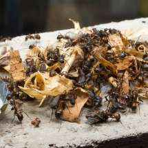Camponotus nicobarensis Arbeiterinnen beim Abtransport eines Haufen toter Stubenfliegen