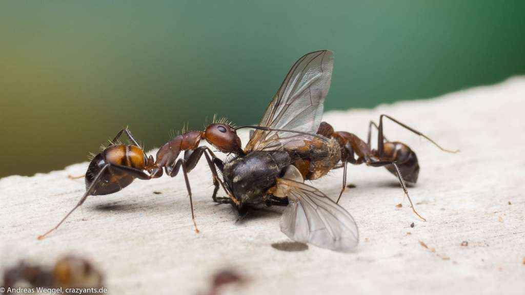 Zwei Camponotus nicobarensis Arbeiterinnen beim Abtransport einer Stubenfliege