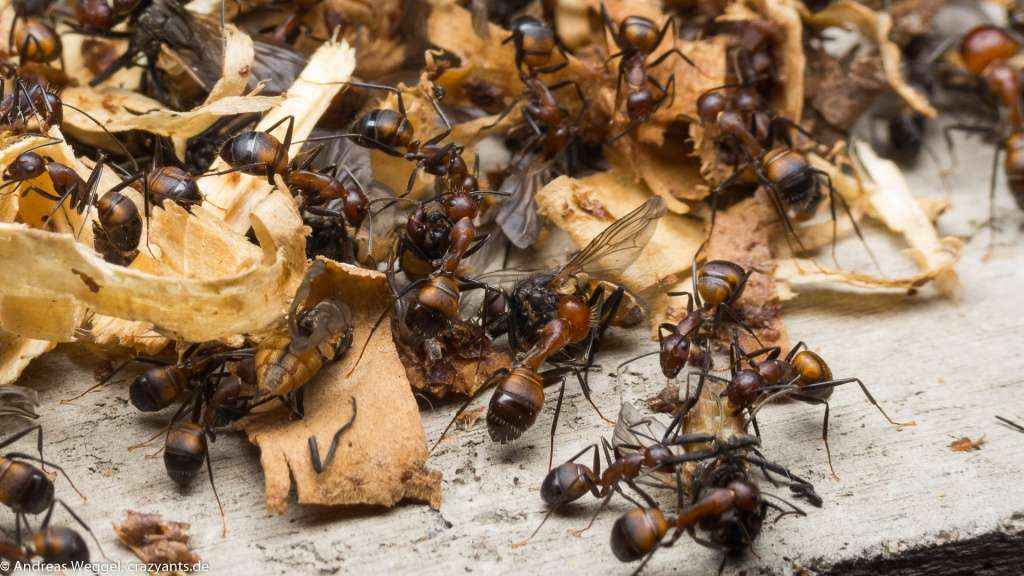 Mehrere Camponotus nicobarensis Arbeiterinnen beim Abtransport der Stubenfliegen