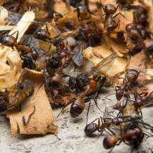 Mehrere Camponotus nicobarensis Arbeiterinnen beim Abtransport der Stubenfliegen