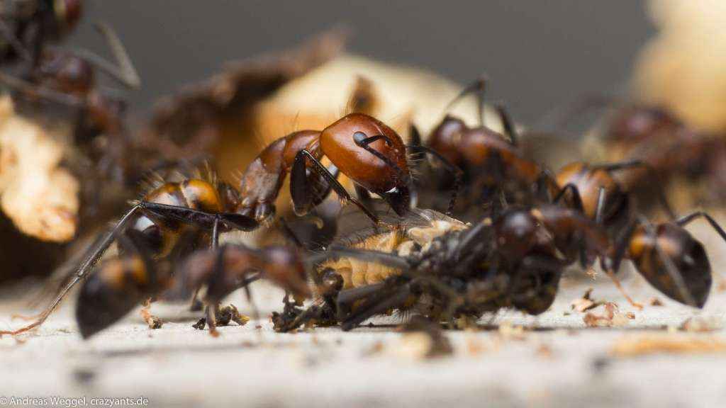 Major-Arbeiterin der Art Camponotus nicobarensis beim Zerlegen einer Stubenfliege