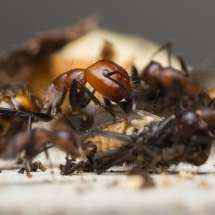Major-Arbeiterin der Art Camponotus nicobarensis beim Zerlegen einer Stubenfliege