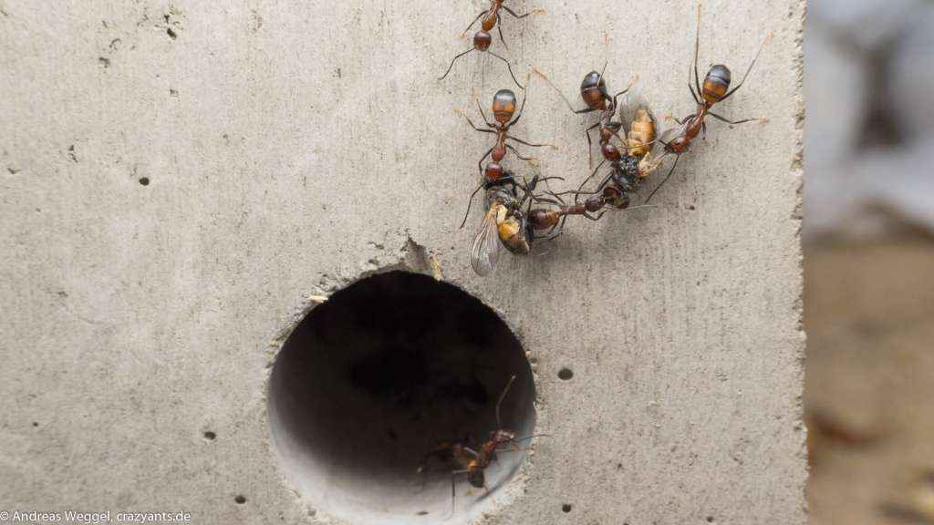 Camponotus nicobarensis Arbeiterinnen tragen Fliegen in Richtung Nesteingang