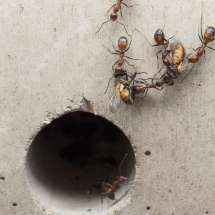 Camponotus nicobarensis Arbeiterinnen tragen Fliegen in Richtung Nesteingang