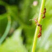 Eine Myrmica sp. Königin klettert einen Blütenstiel herauf, um besser abfliegen zu können.