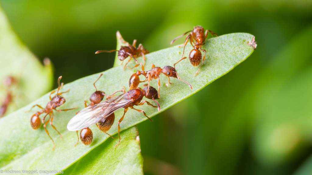 Nahaufnahme einer Myrmica sp Königin zusammen mit mehreren Arbeiterinnen