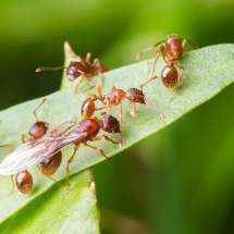 Nahaufnahme einer Myrmica sp Königin zusammen mit mehreren Arbeiterinnen