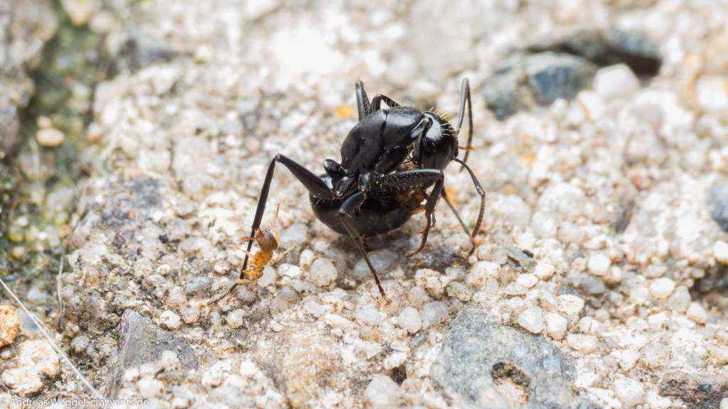Eine Camponotus vagus Arbeiterin kämpft mit zwei Tetramorium sp. Ameisen. Dabei hält sie eine zwischen den Mandibeln fest. Die andere Tetramorium Arbeiterin hat sich in einem Bein der Camponotus vagus Arbeiterin festgebissen.