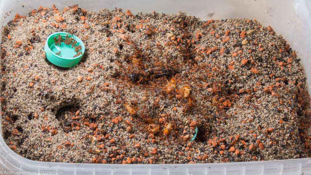 Viele Ameisen der Art Manica rubida zerlegen Schokoschaben. Man sieht eine Gesamtübersicht des Behälters, in dem sie Leben