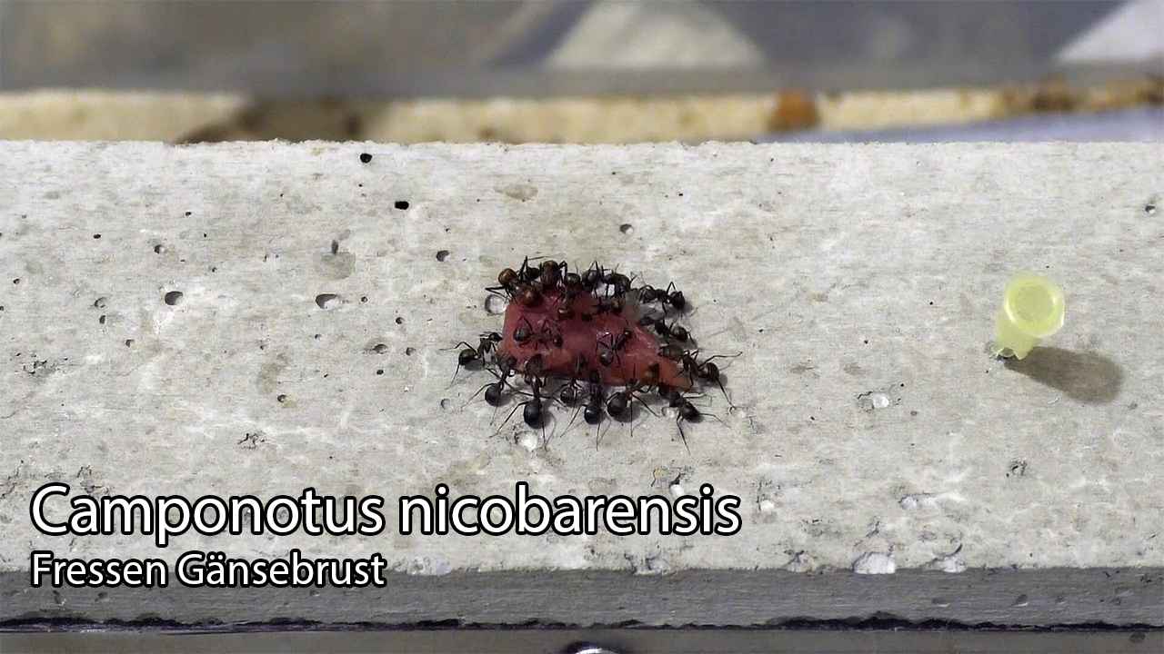 Camponotus nicobarensis – Fressen Gänsebrust (Video)