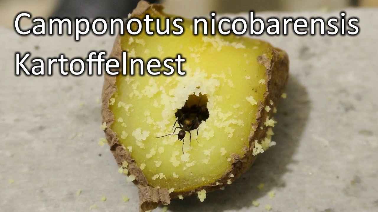 Camponotus nicobarensis: Kartoffelnest