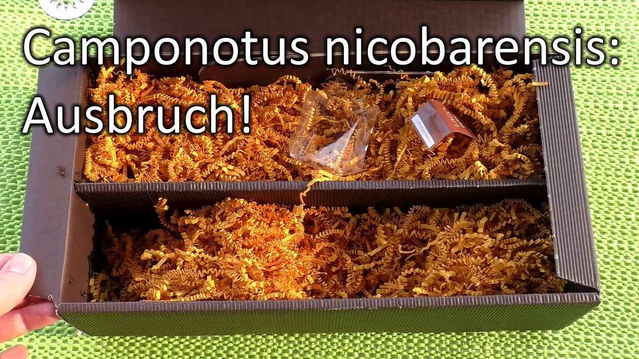 Camponotus nicobarensis: Ausbruch! (Video)