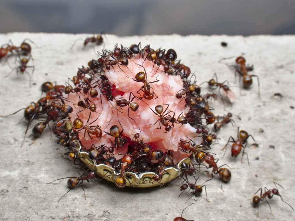 Camponotus nicobarensis Arbeiterinnen beim Zerlegen eines Stücks Zwiebelmettwurst.