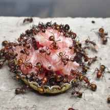 Camponotus nicobarensis Arbeiterinnen beim Zerlegen eines Stücks Zwiebelmettwurst.