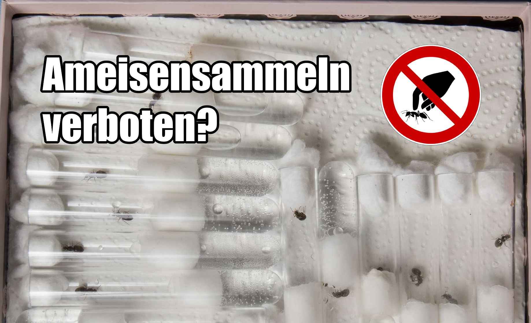 Darf man nicht geschützte Ameisen in Deutschland fangen?