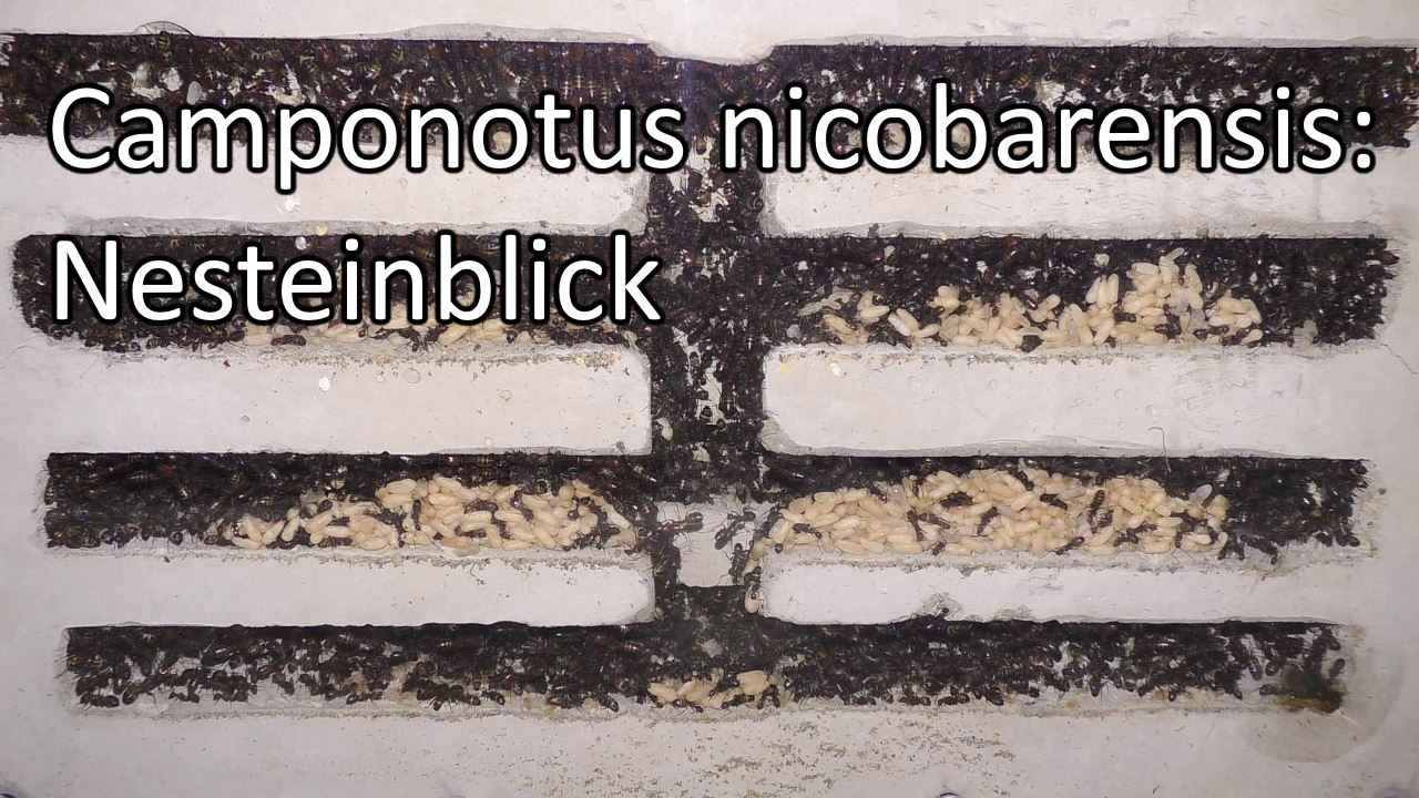 Camponotus nicobarensis: Nesteinblick (Video)