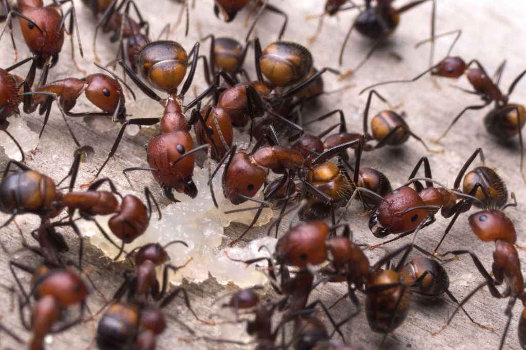 Camponotus nicobarensis Arbeiterinnen fressen ein Stück rohes Hähnchenfleisch.