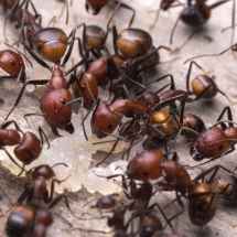 Camponotus nicobarensis Arbeiterinnen fressen ein Stück rohes Hähnchenfleisch.