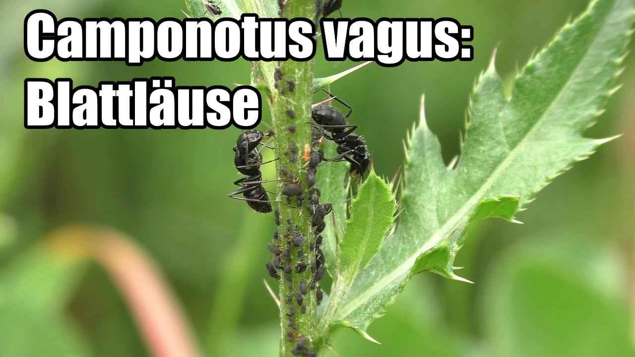 Camponotus vagus: Blattläuse