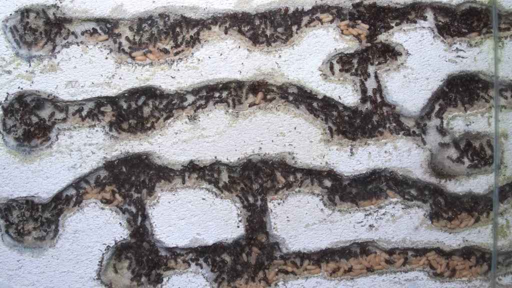 Linke Hälfte des Ytong-Nests in dem die Camponotus nicobarensis Kolonie lebt. Man sieht Kammern und Gänge, in denen die Ameisen Brut lagern.
