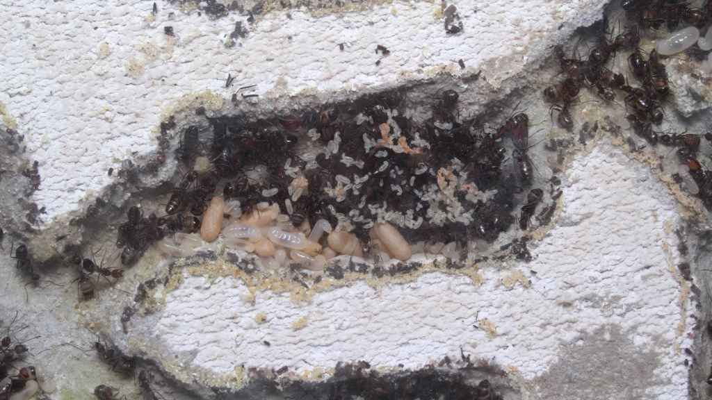 Man sieht eine Kammer im Ytong-Nest der Camponotus nicobarensis Kolonie. An die Scheibe wurden viele kleine Larven von den Ameisen geklebt.