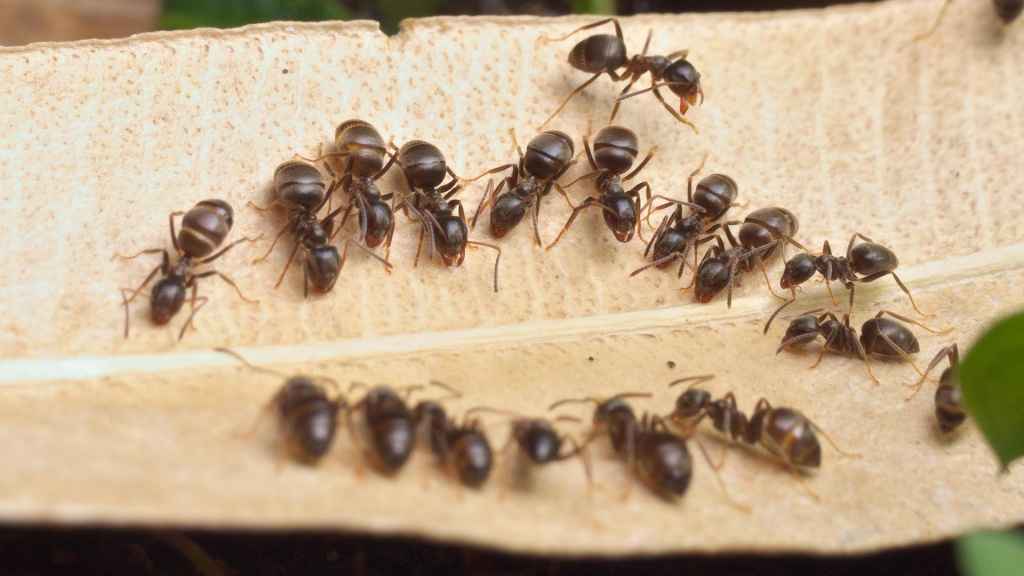 Mehrere Lasius niger Arbeiterinnen trinken Zuckerwasser, das sich auf einem Blatt befindet.